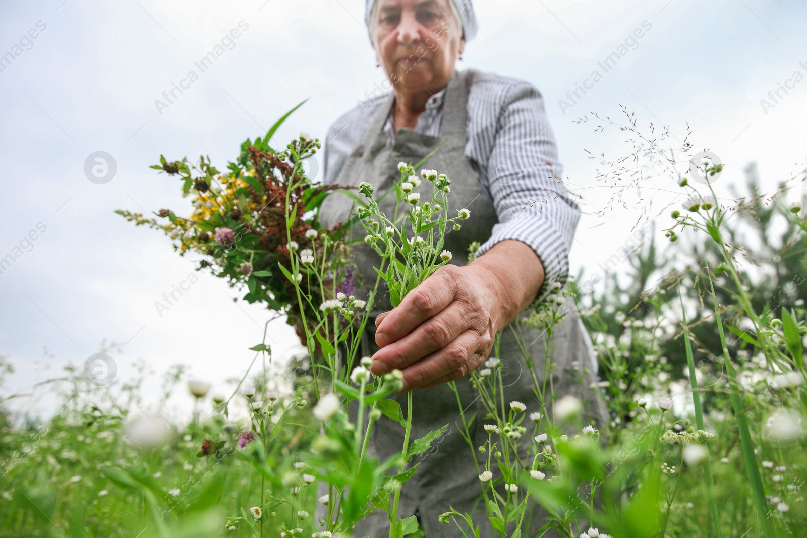 Photo of Senior woman picking herbs for tincture in meadow, selective focus