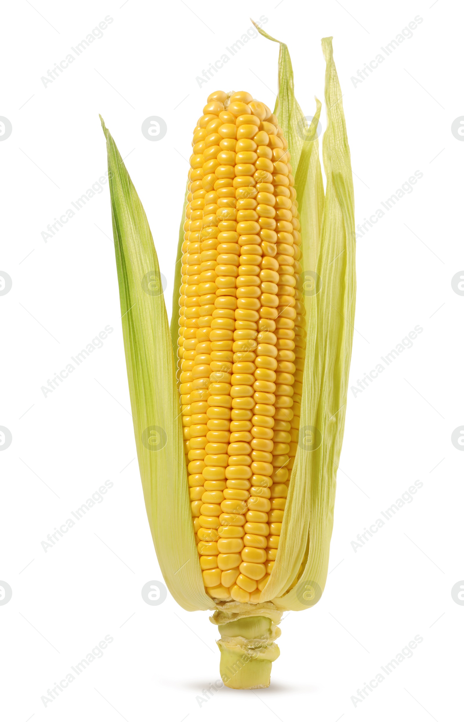 Photo of Corncob with green husks isolated on white