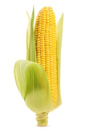 Photo of Corncob with green husks isolated on white