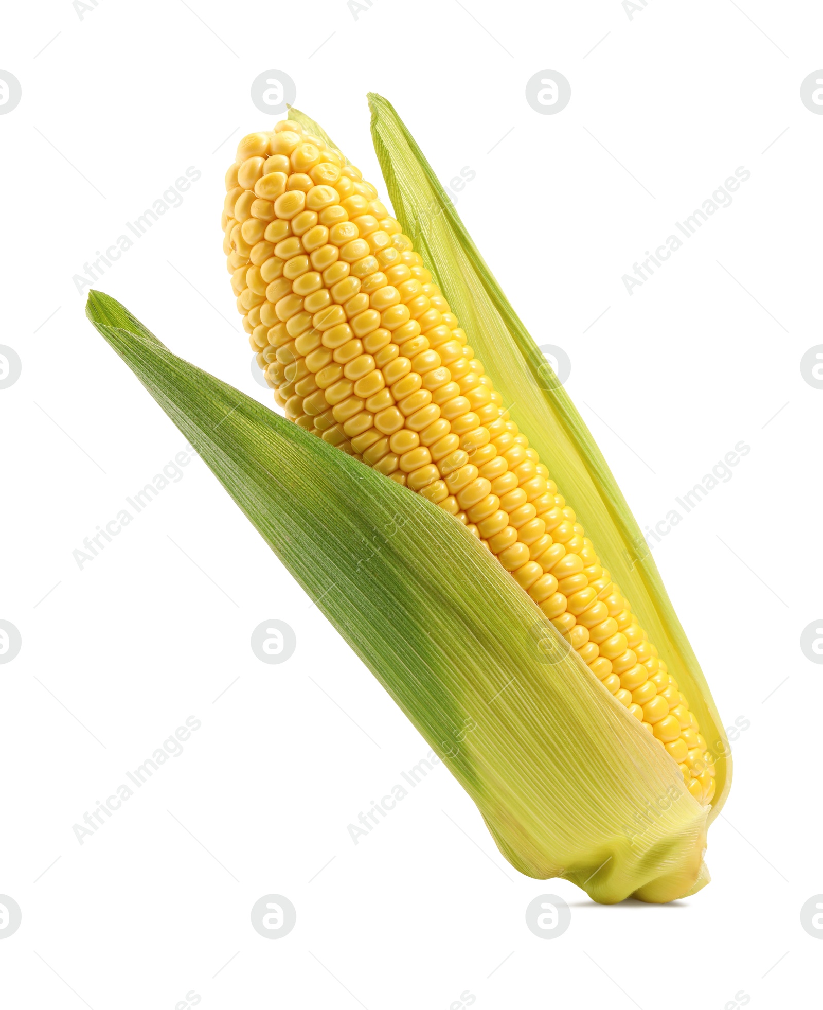 Photo of Corncob with green husks isolated on white