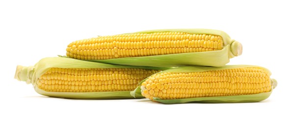 Photo of Corncobs with green husks isolated on white