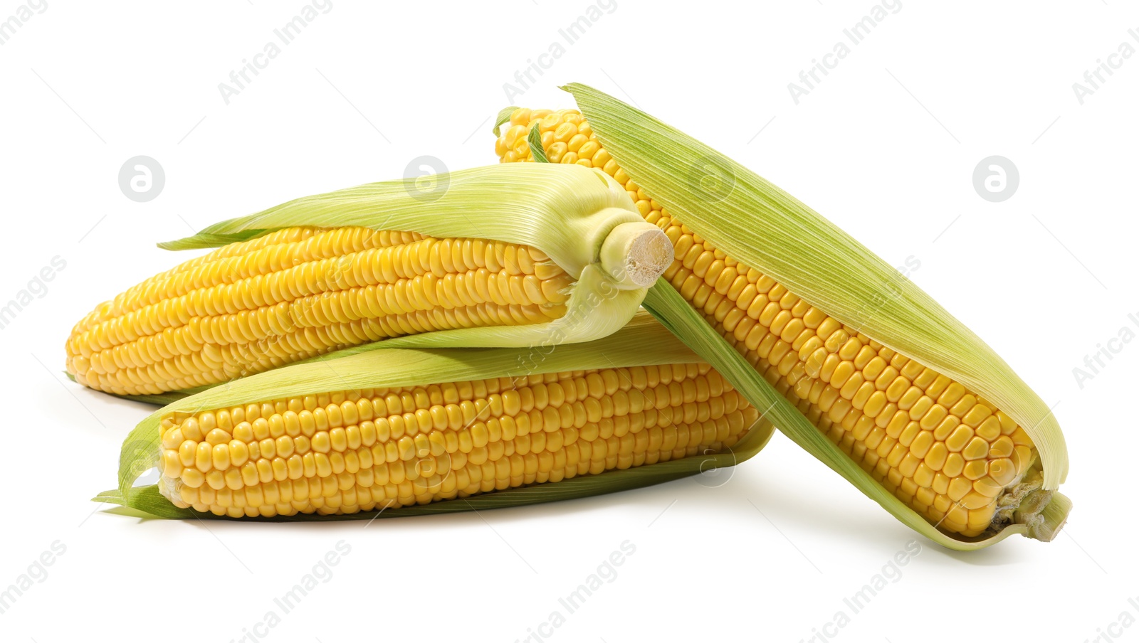 Photo of Corncobs with green husks isolated on white