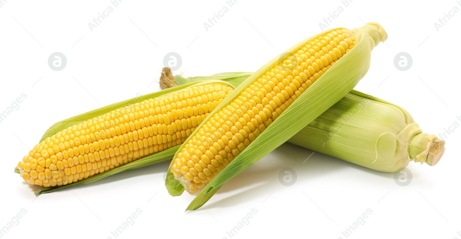 Photo of Corncobs with green husks isolated on white