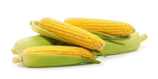 Photo of Corncobs with green husks isolated on white