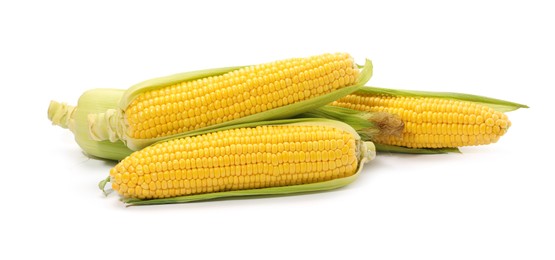 Photo of Corncobs with green husks isolated on white