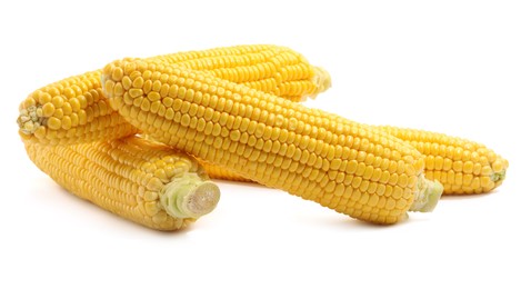 Many fresh ripe corncobs isolated on white