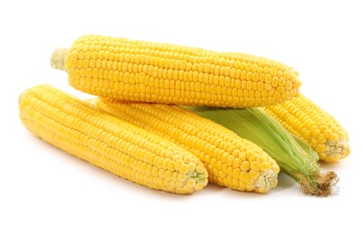 Many fresh ripe corncobs isolated on white