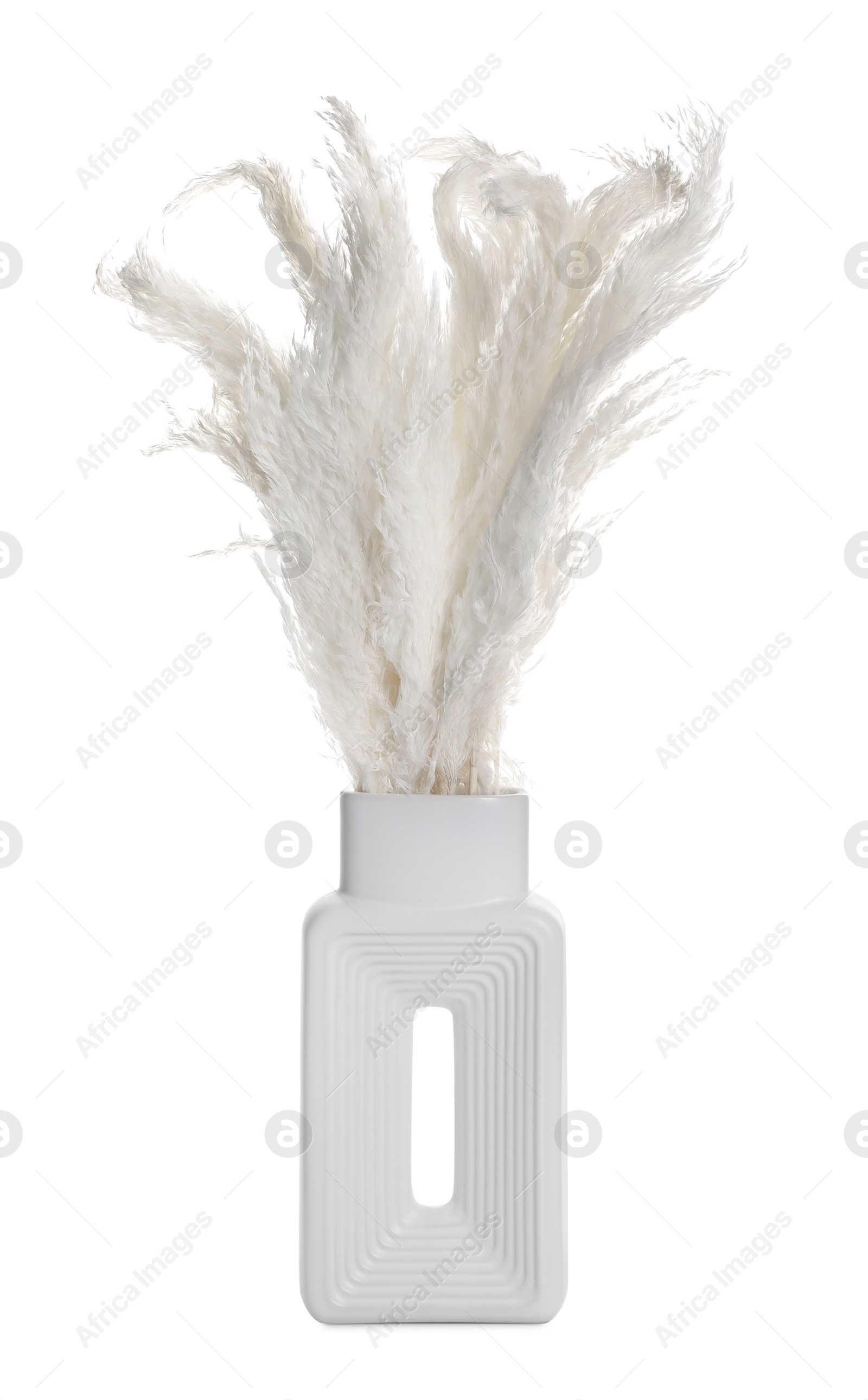 Photo of Beautiful decorative plants in vase isolated on white