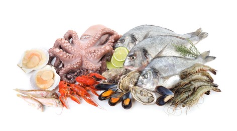 Fresh fish and different sea food isolated on white