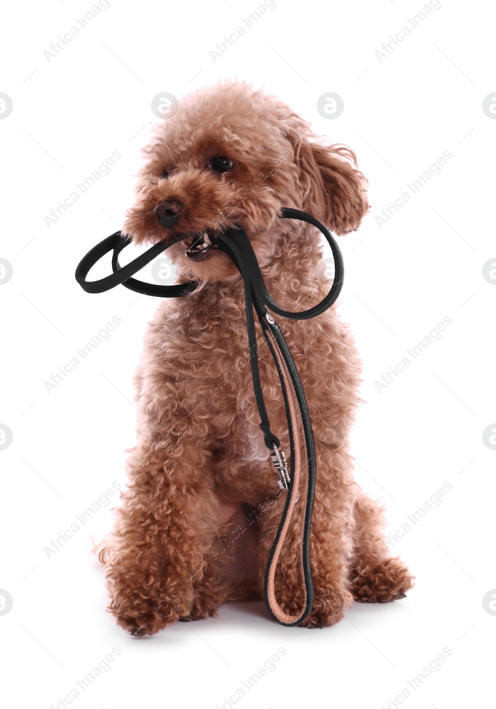 Photo of Walking with dog. Cute Maltipoo with leash on white background