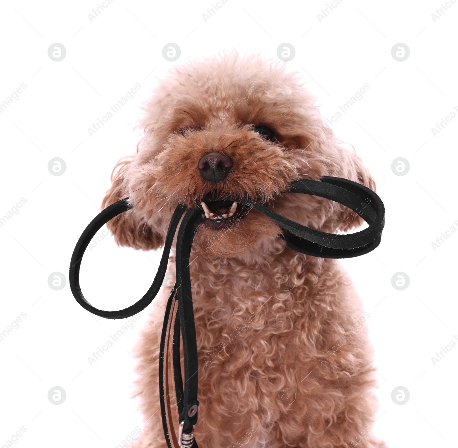 Photo of Walking with dog. Cute Maltipoo with leash on white background