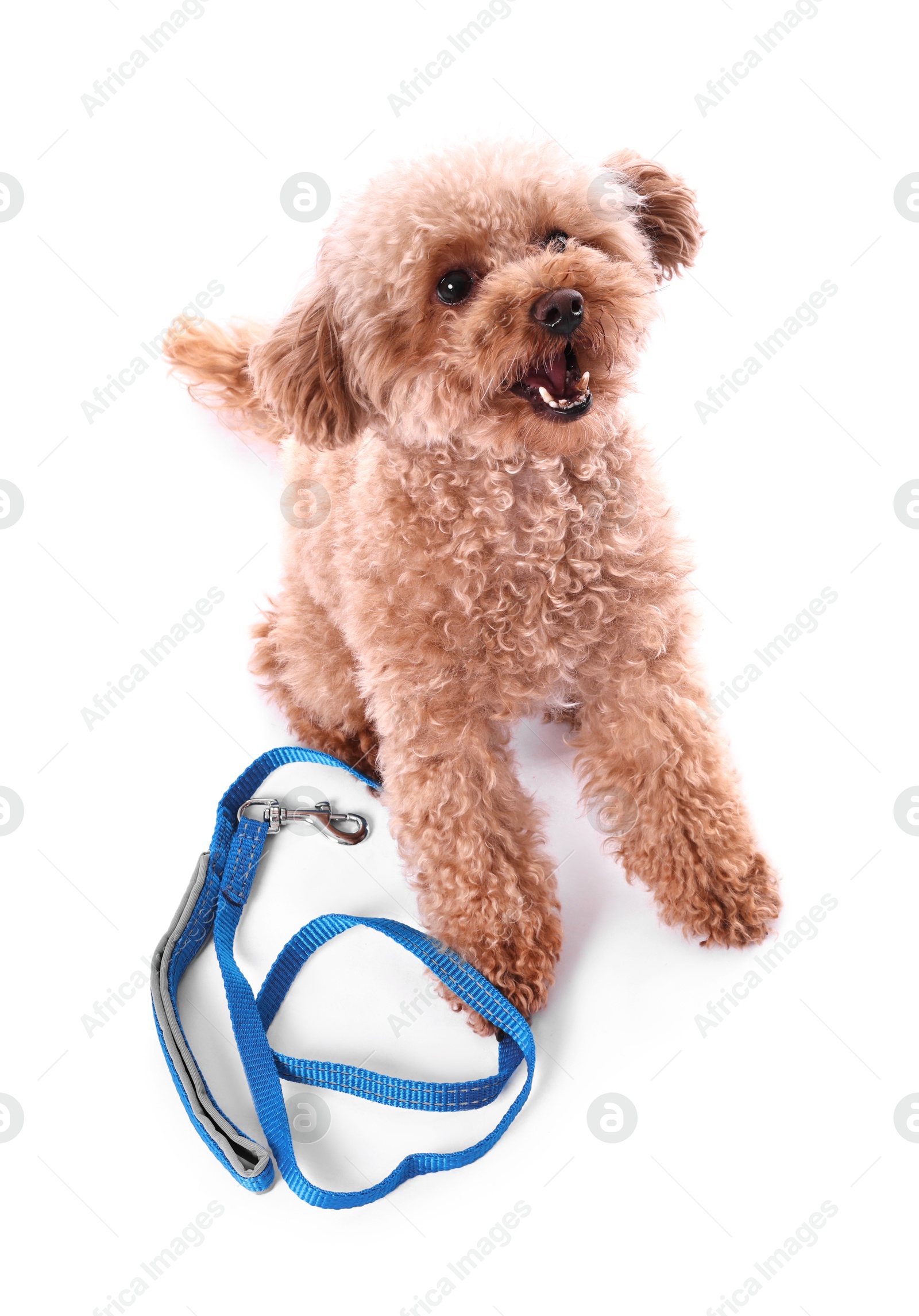 Photo of Walking with dog. Cute Maltipoo near leash on white background