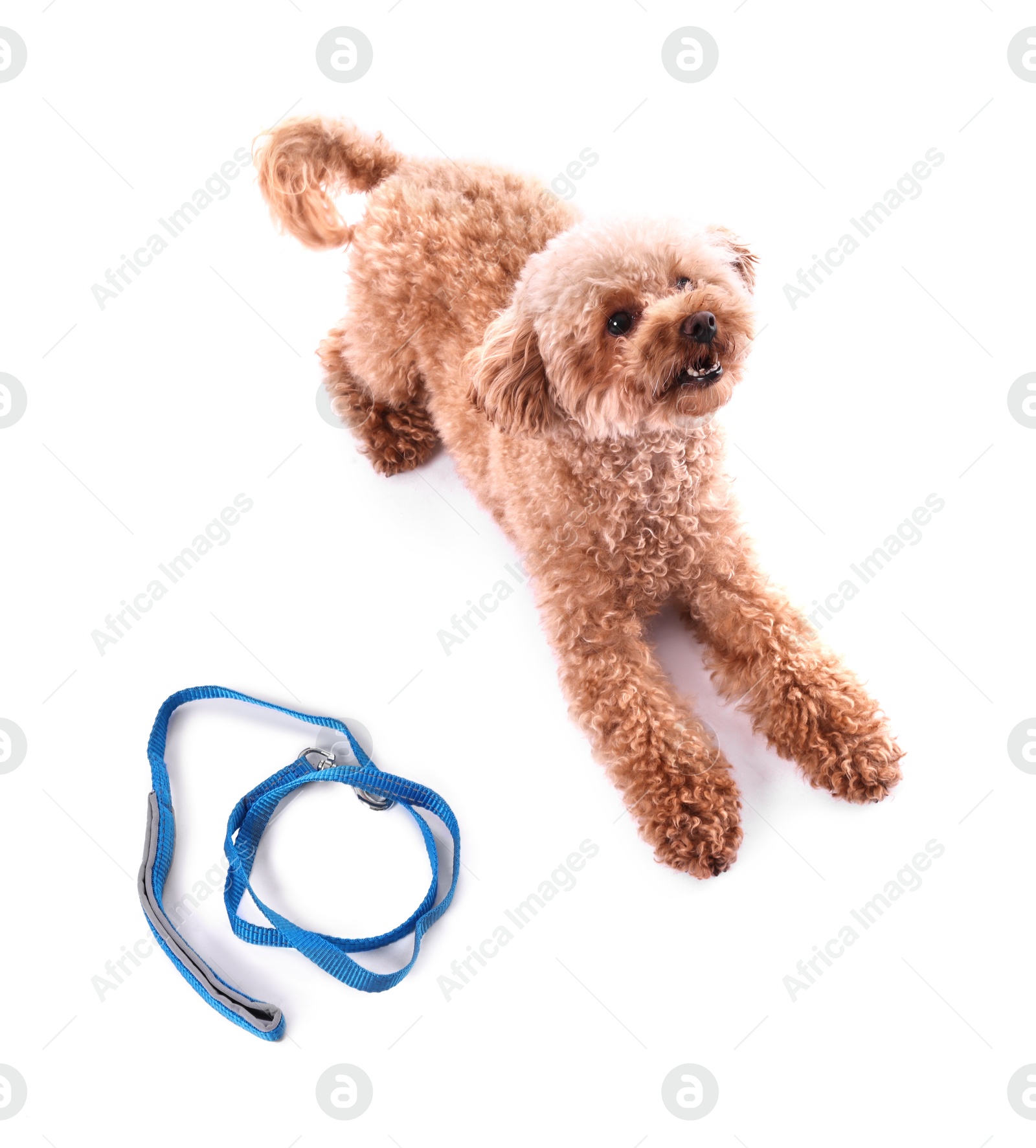 Photo of Walking with dog. Cute Maltipoo near leash on white background