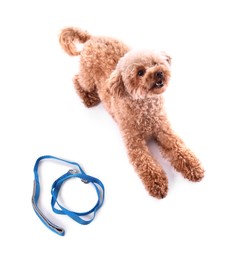 Photo of Walking with dog. Cute Maltipoo near leash on white background