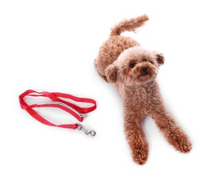 Photo of Walking with dog. Cute Maltipoo near leash on white background