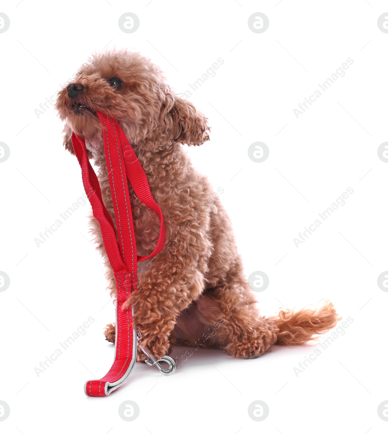 Photo of Walking with dog. Cute Maltipoo with leash on white background