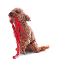 Photo of Walking with dog. Cute Maltipoo with leash on white background