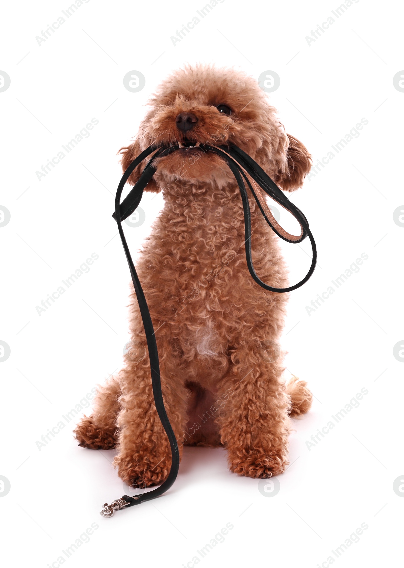 Photo of Walking with dog. Cute Maltipoo with leash on white background