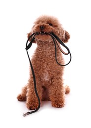 Photo of Walking with dog. Cute Maltipoo with leash on white background