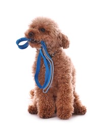 Photo of Walking with dog. Cute Maltipoo with leash on white background