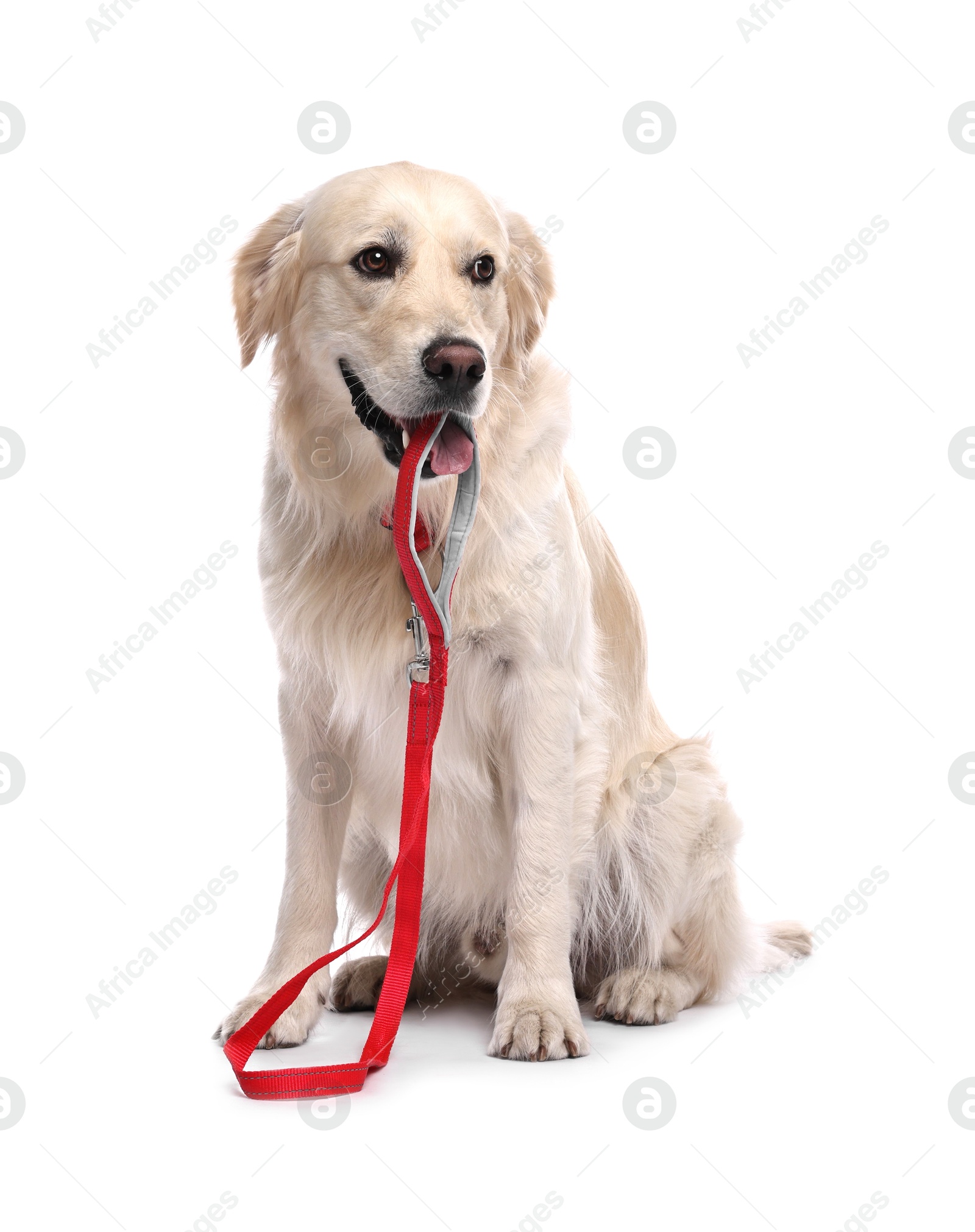 Photo of Walking with dog. Cute Golden Retriever with leash on white background