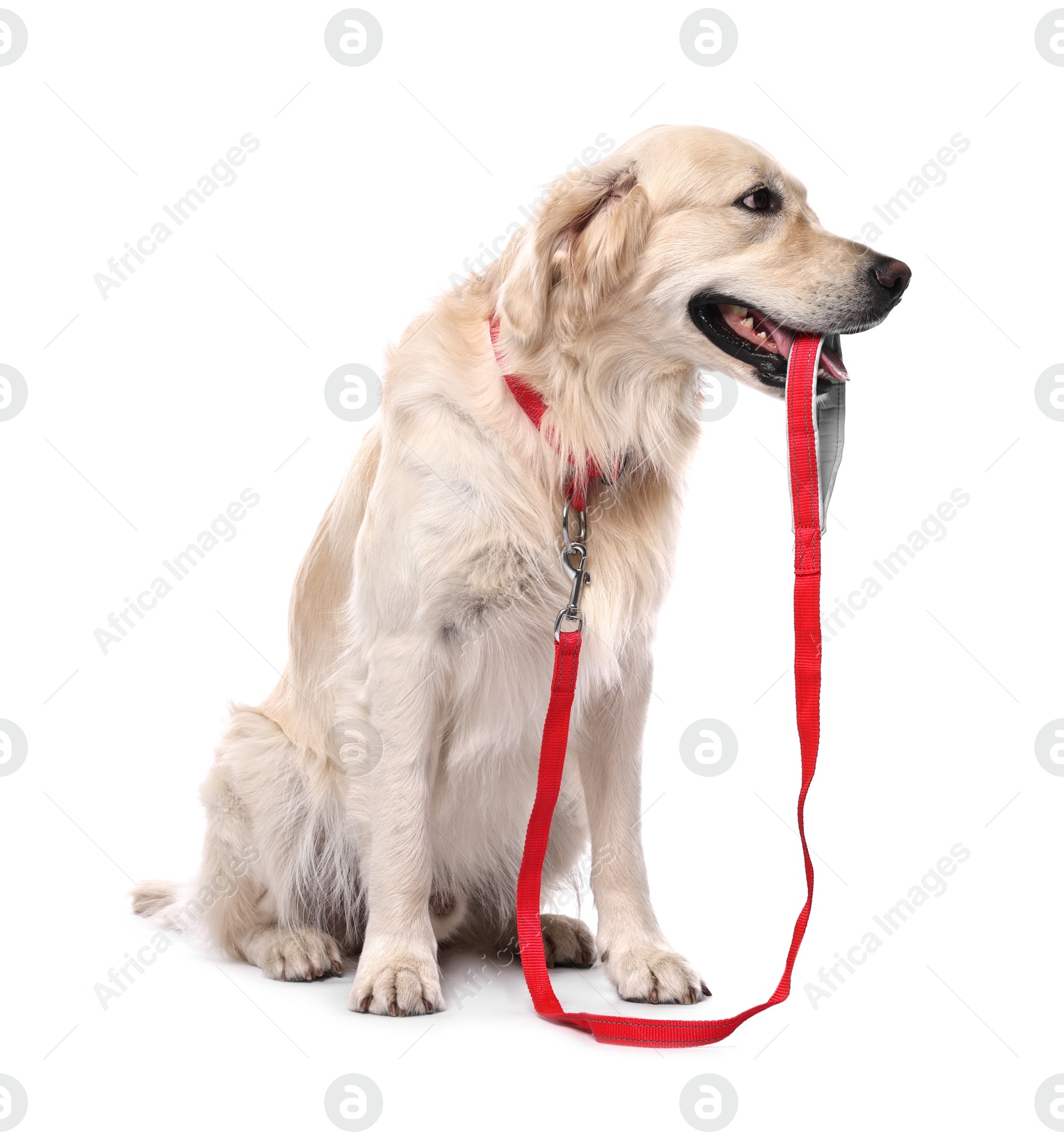 Photo of Walking with dog. Cute Golden Retriever with leash on white background