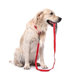 Photo of Walking with dog. Cute Golden Retriever with leash on white background