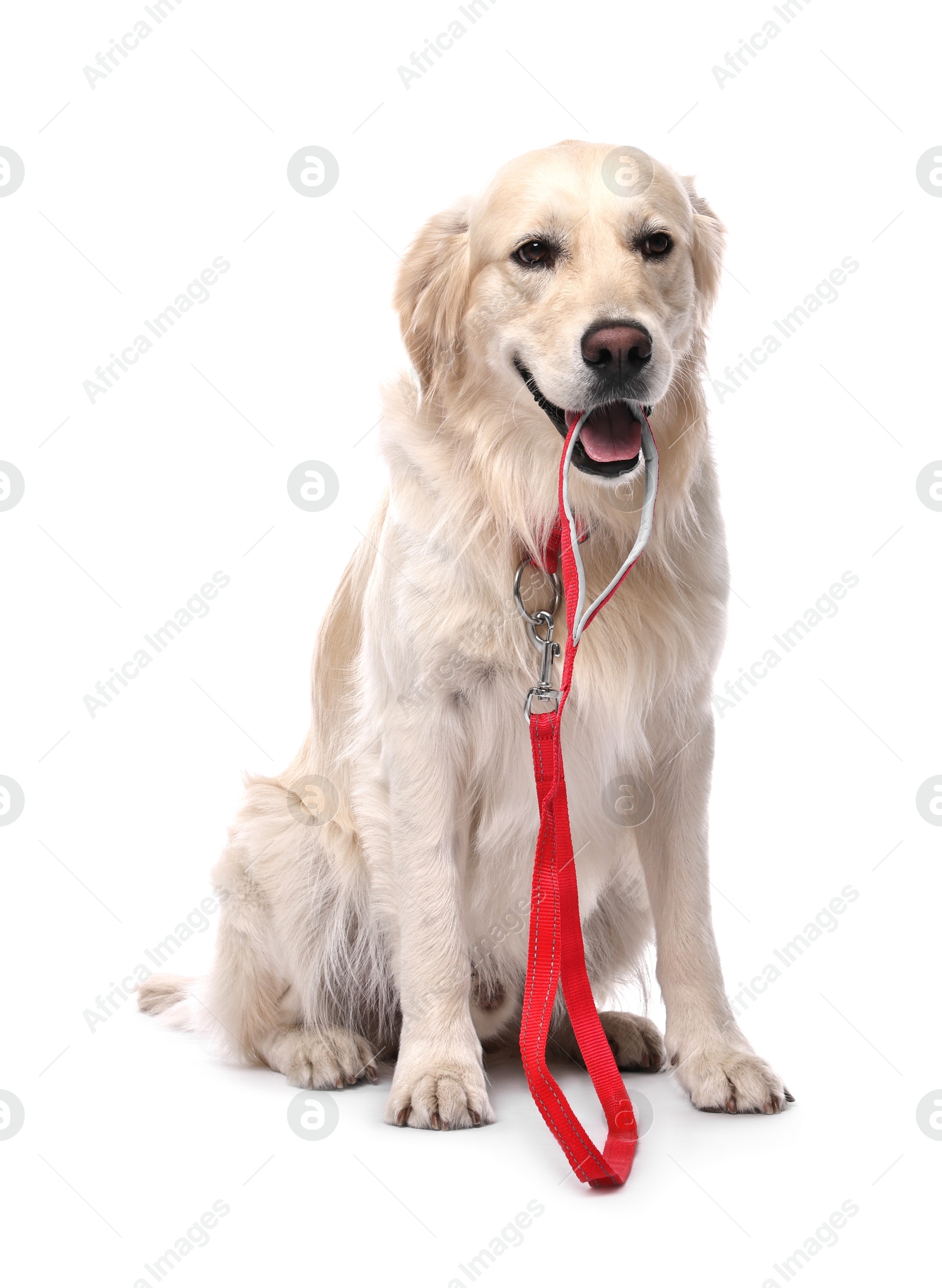 Photo of Walking with dog. Cute Golden Retriever with leash on white background