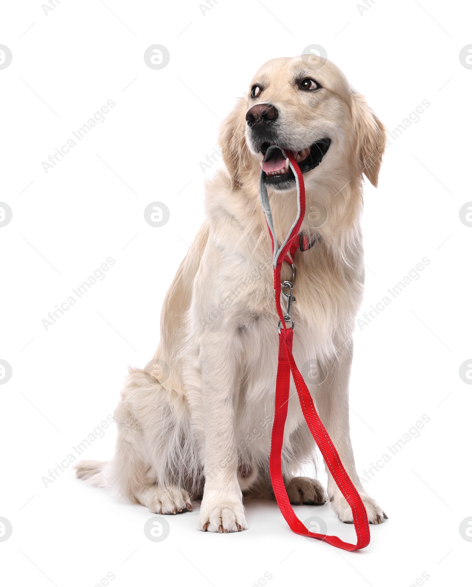 Photo of Walking with dog. Cute Golden Retriever with leash on white background