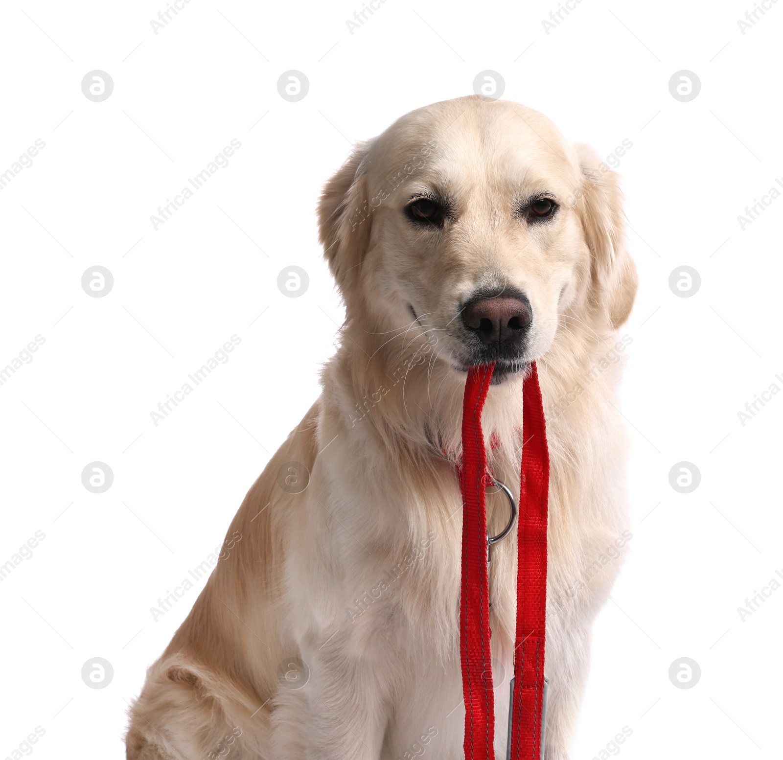 Photo of Walking with dog. Cute Golden Retriever with leash on white background