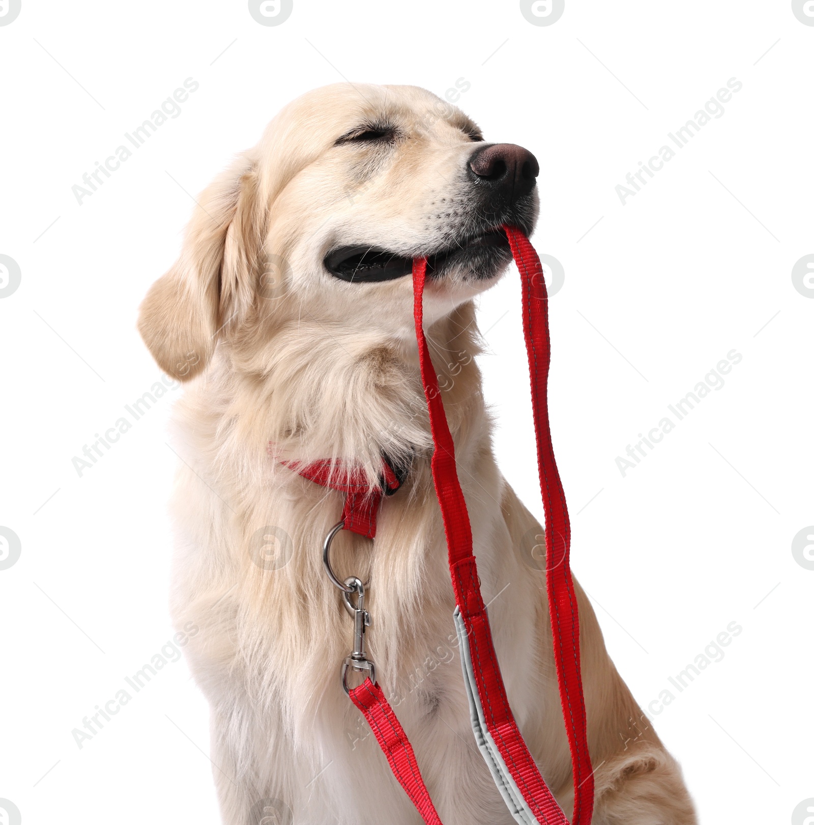 Photo of Walking with dog. Cute Golden Retriever with leash on white background