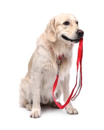 Photo of Walking with dog. Cute Golden Retriever with leash on white background