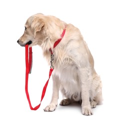 Photo of Walking with dog. Cute Golden Retriever with leash on white background