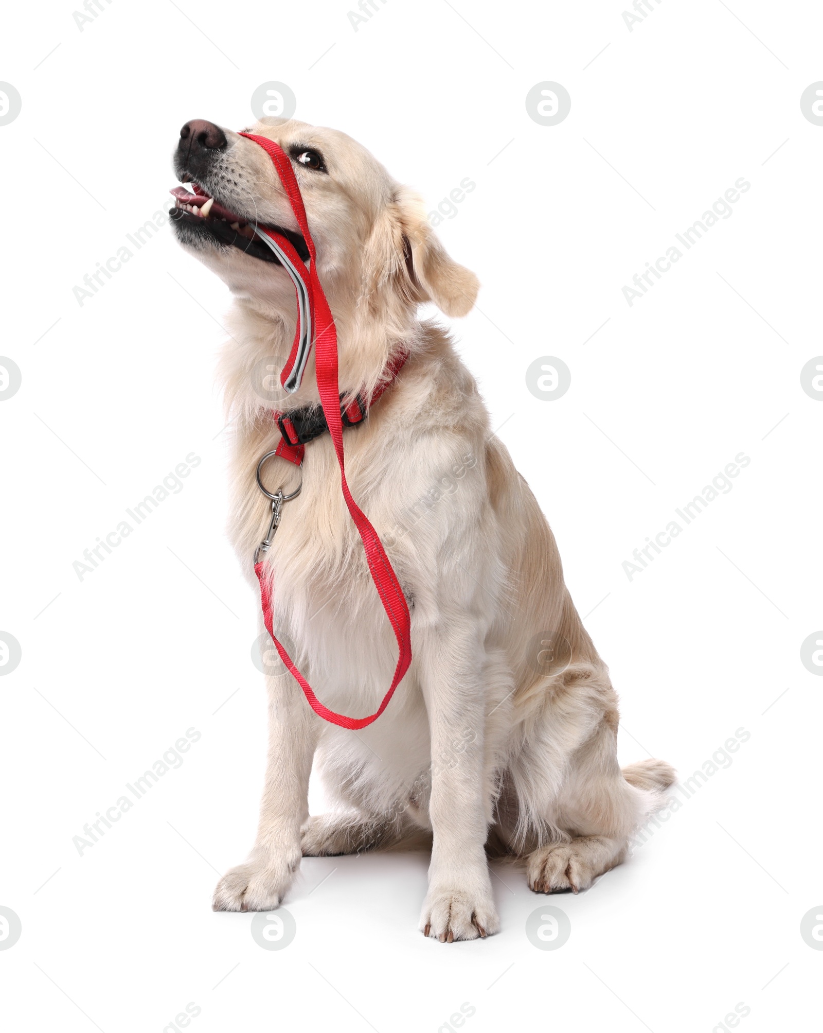 Photo of Walking with dog. Cute Golden Retriever with leash on white background