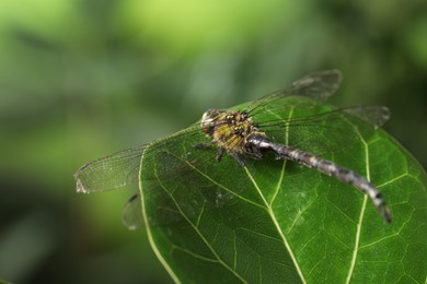 Photo of Beautiful dragonfly on green leaf outdoors, macro view