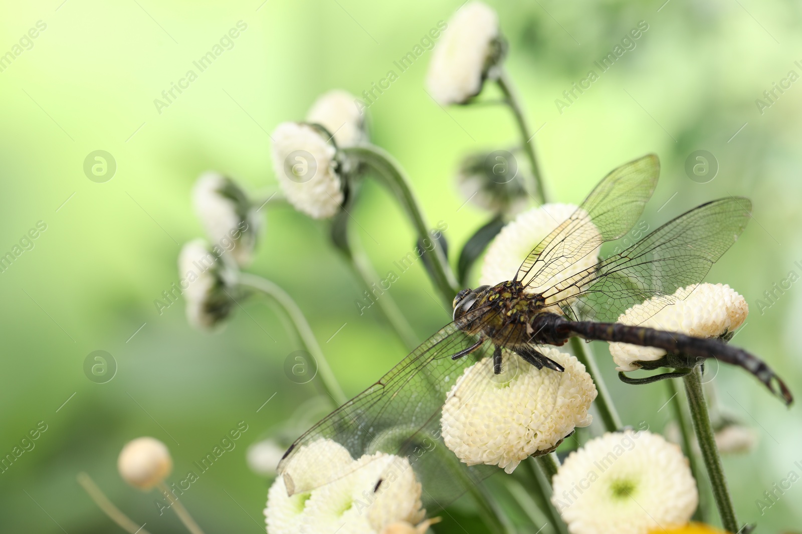 Photo of Beautiful dragonfly on flowers against blurred green background, macro view