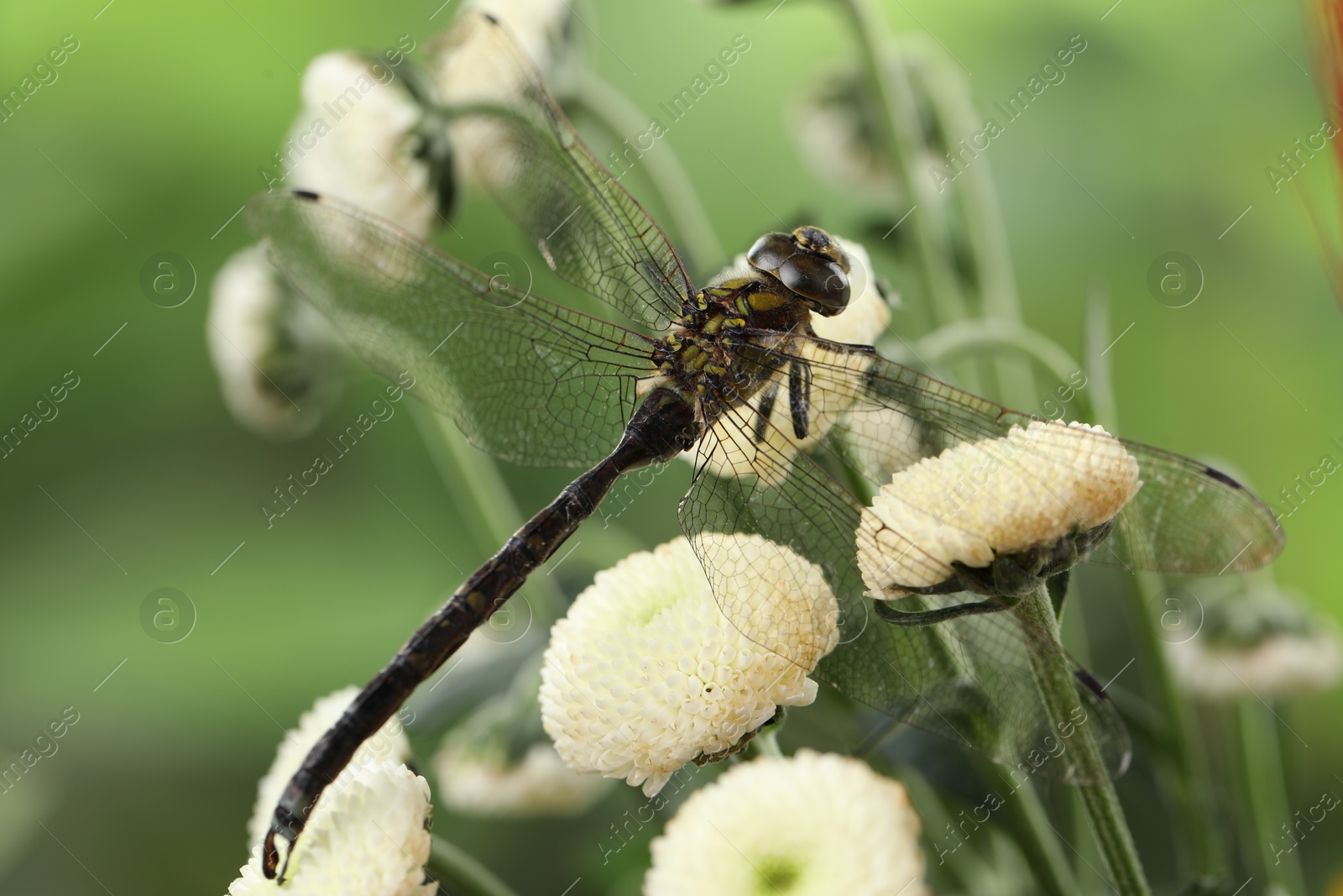 Photo of Beautiful dragonfly on flowers against blurred green background, macro view