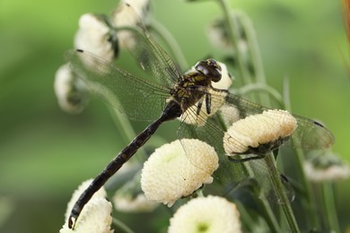 Photo of Beautiful dragonfly on flowers against blurred green background, macro view