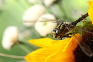 Beautiful dragonfly on sunflower outdoors, macro view