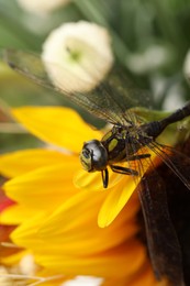 Beautiful dragonfly on sunflower outdoors, macro view