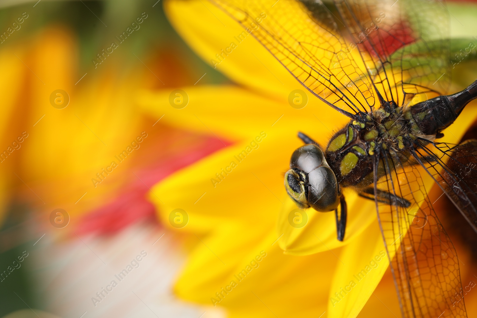 Photo of Beautiful dragonfly and sunflower outdoors, macro view. Space for text