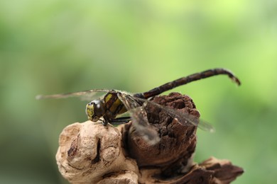 Beautiful dragonfly on snag against blurred green background, macro view