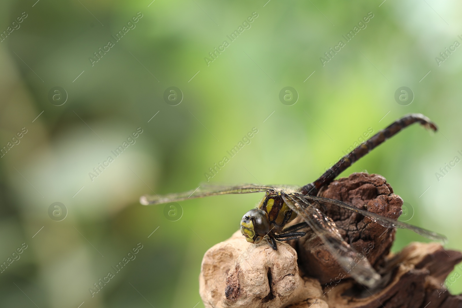 Photo of Beautiful dragonfly on snag against blurred green background, macro view. Space for text