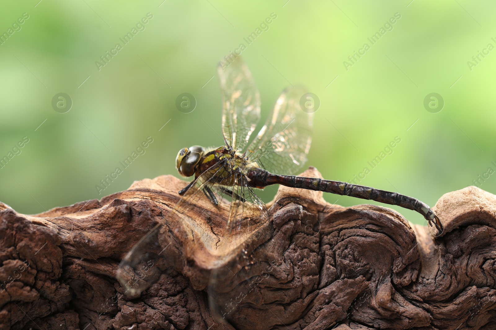 Photo of Beautiful dragonfly on snag against blurred green background, macro view