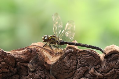 Beautiful dragonfly on snag against blurred green background, macro view