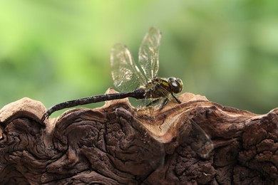 Photo of Beautiful dragonfly on snag against blurred green background, macro view