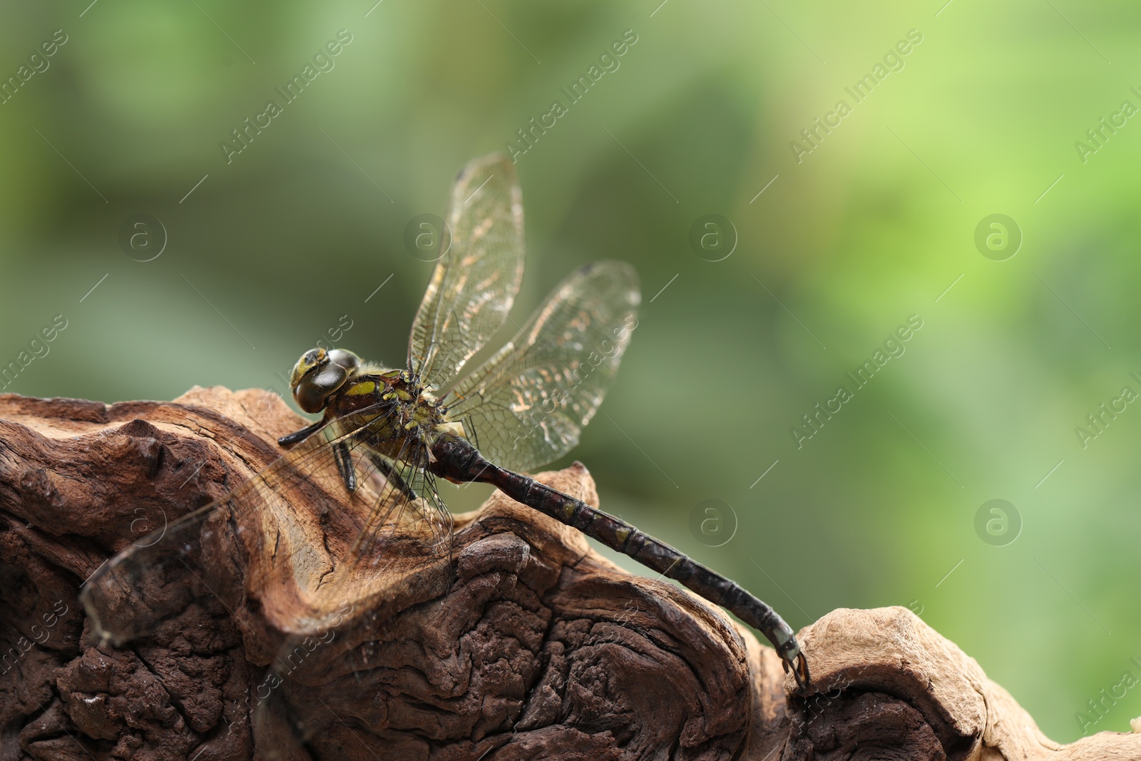 Photo of Beautiful dragonfly on snag against blurred green background, macro view