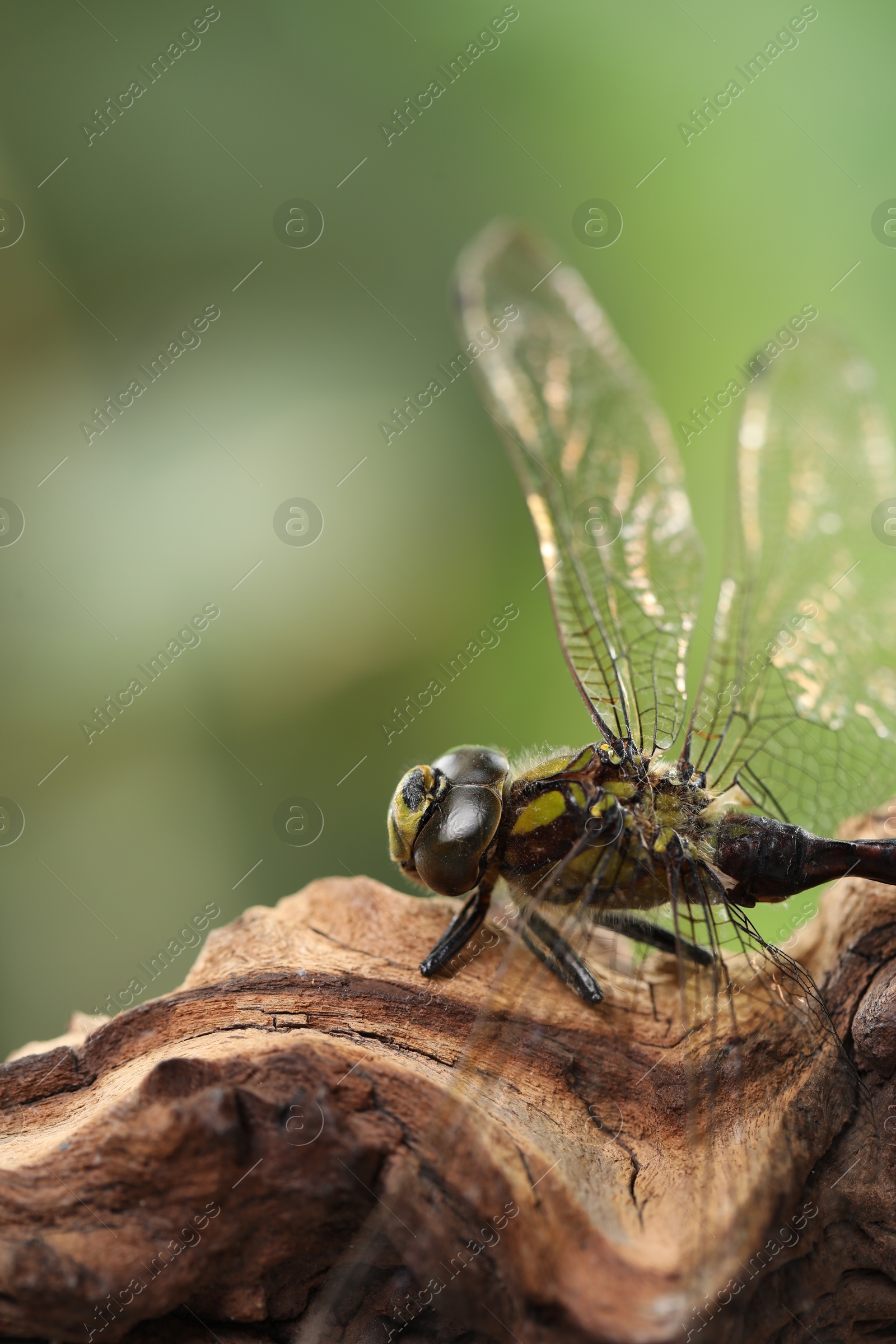 Photo of Beautiful dragonfly on snag against blurred green background, macro view