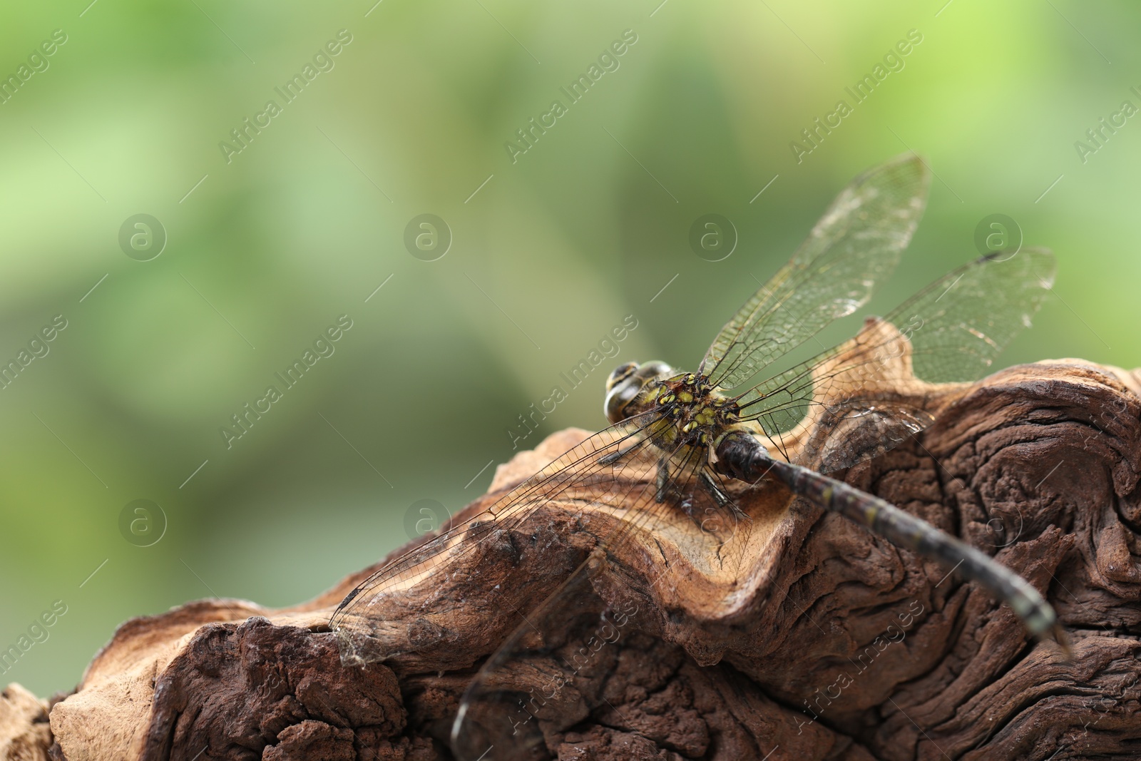 Photo of Beautiful dragonfly on snag against blurred green background, macro view. Space for text