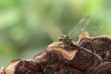 Beautiful dragonfly on snag against blurred green background, macro view. Space for text